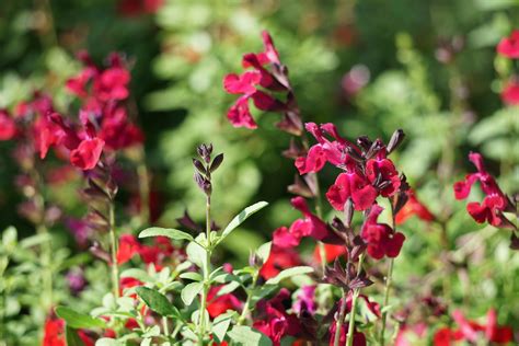 Последние твиты от autumn sage (@auttysage). May Week 3 Garden Photos | Home & Garden Information Center