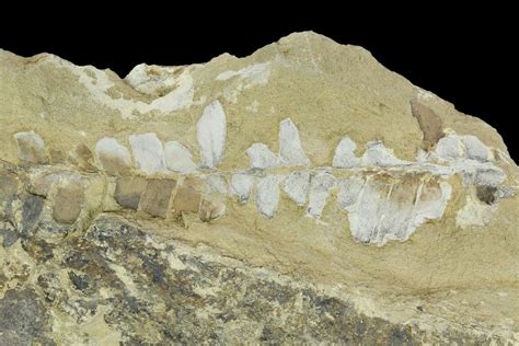 65 Triassic Fossil Fern Otozamites North Carolina 130304 For
