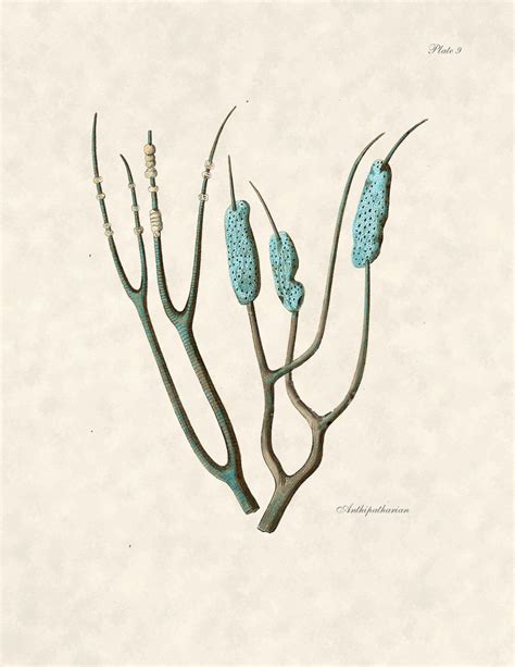 The size is roughly 43l x 24w x 2d. Beach Decor Coral illustration Coral Print for Coastal ...