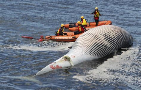 Dead Brydes Whale Floats Off Rio Beach Experts Yet To Solve The