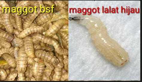 Cara Budidaya Maggot Bsf Simpel