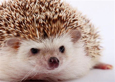 40 Adorable Hedgehog Pictures Readers Digest