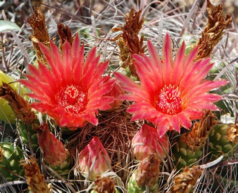 This large round spiky type of cactus can grow to an impressive 6 ft. Fishhook Barrel Cactus in the Sonoran Desert - page 2
