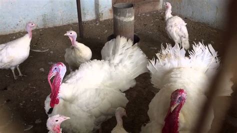 turkey farming 2 youtube