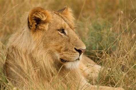 5 Tips On How To Photograph Lions In Africa
