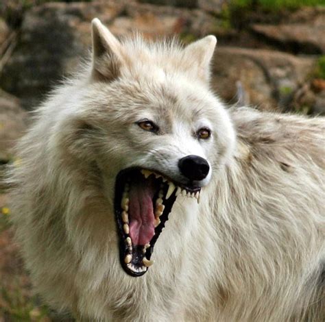 White Wolf Interesting Facts About Wolves