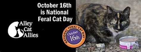 31 Best Images About National Feral Cat Day Oct 16 On