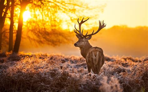 Deer Wallpapers Top Free Deer Backgrounds WallpaperAccess