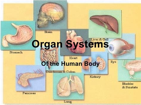 The functions of organ systems often share significant overlap. Organ systems