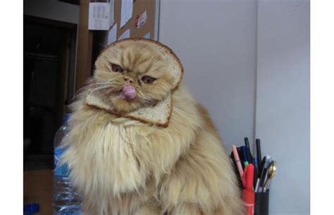 125 Best Cat Breading Images On Pinterest Cat Bread