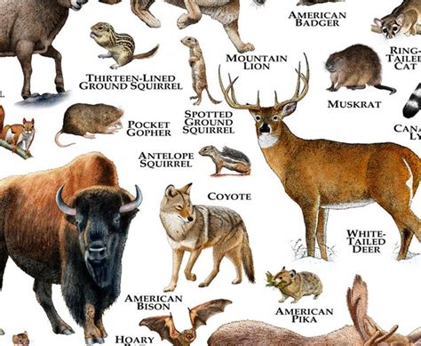 Mammals Of Utah Poster Print Utah Mammals Field Guide Etsy