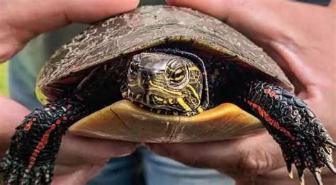 How Much Do Painted Turtles Cost Turtles Pet