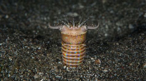 Even Poisonous Sea Creatures Cant Escape The Bobbit Worms Jaws