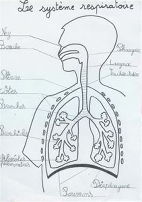 We did not find results for: Appareil respiratoire, Système respiratoire, Schémas, Anatomie | Biology | Pinterest ...