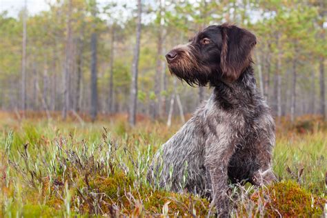German Wirehaired Pointer Dog Breed Characteristics And Care