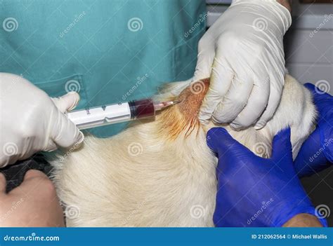 A Veterinarian Draining A Wound Stock Photo Image Of Injury Nature