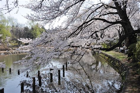 Shot51. 善福寺公園の桜
