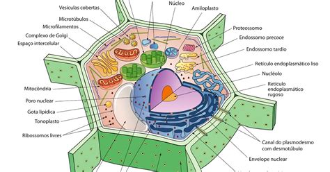Anatomia Vegetal Microscopia Célula Vegetal
