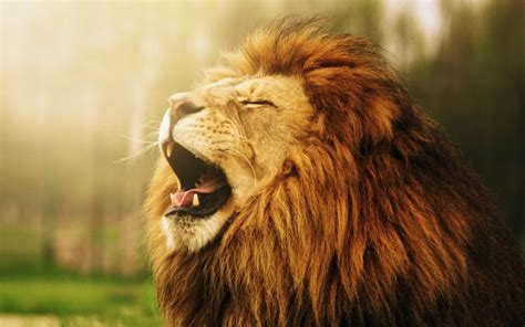 Roaring Lion Wallpaper 67 Images