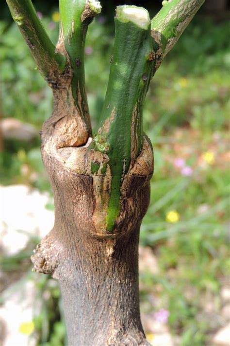 Maybe you would like to learn more about one of these? Grafting Fruit Trees - A Step by Step Picture Tutorial ...