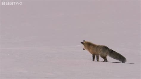 Fox Snow Dive Yellowstone Bbc Two Youtube
