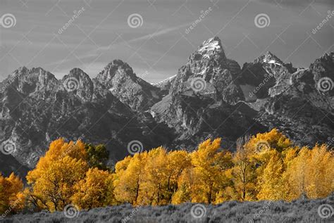 Grand Teton With Autumn Golden Aspens Stock Photo Image Of Gold Leaf