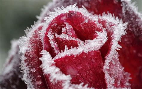 Preparing Your Roses For Winter Agriscaping