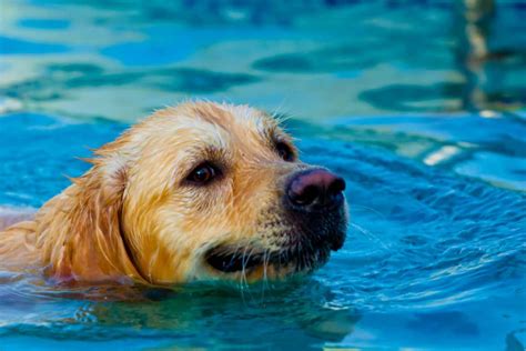 Golden Retriever Swimming Paknxga Pet Dog Owner