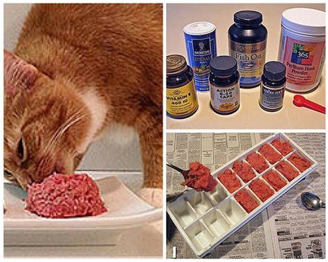 Hyperthyroidism, also known as hyperthyroid disease, occurs when the thyroid gland enlarges and starts producing excess amounts of thyroid hormone (thyrotoxicosis). Homemade Cat Food Recipes | Homemade cat food, Best cat ...