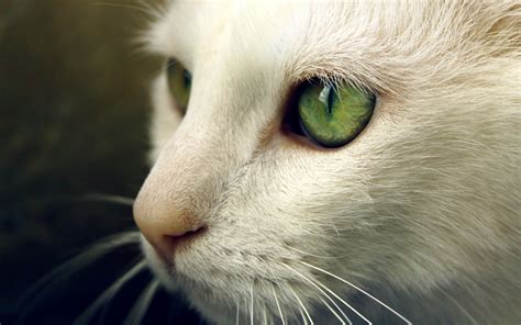 Animals Cat Green Eyes Closeup Wallpapers Hd Desktop