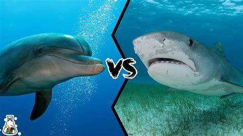 Dolphin Vs Shark What Happens When These Two Sea Animals Meet Youtube