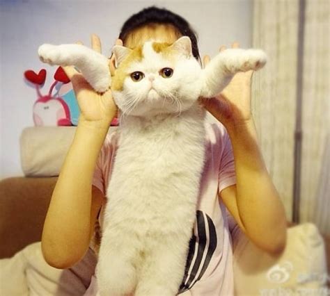Meet Snoopy Babe The Most Famous And Cuddly Cat On Instagram
