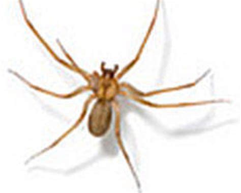 Brown Recluse Spider Bites Arent Common But They Can Be