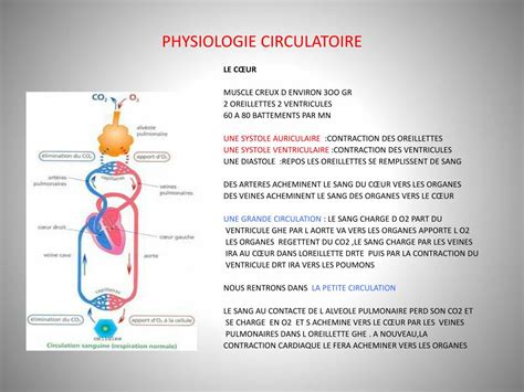 Ppt Physiologie De Base Niveau 2 2012 Powerpoint Presentation Free