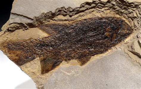 Extinct Permian Fish Paramblypterus Fossil From Before The Dinosaurs