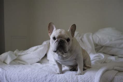 Food allergies in dogs are often reactions to different types of meat. Are French Bulldogs Hypoallergenic? | Canna-Pet®