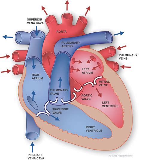 Pozdrav Kardiovaskulárneho Systému Anatomía Del Corazón Texas Heart