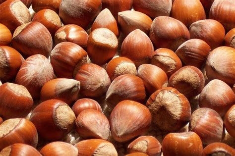 Freshly Harvested American Grown Raw In Shell Whole Hazelnuts Filberts
