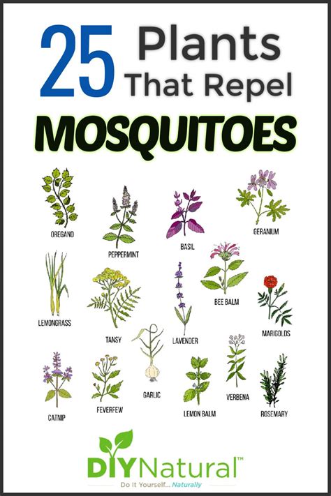 Mosquito Repellent Plants 25 Plants That Repel Mosquitoes Naturally