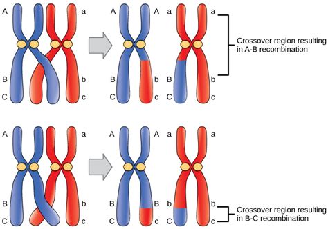 Crossing Over Meiosis — Definition And Overview Expii