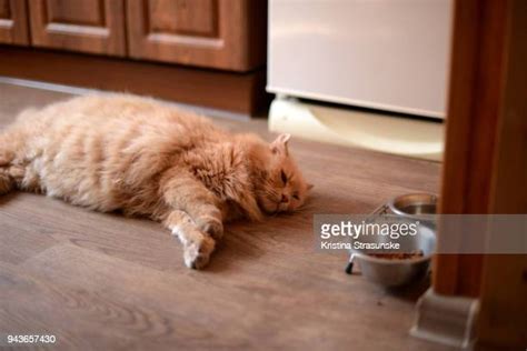 Cat Kitchen Floor Photos And Premium High Res Pictures Getty Images