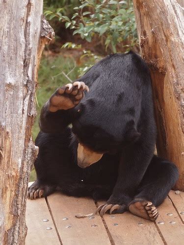 Sun Bear Atlanta Zoo Lars Juhl Jensen Flickr