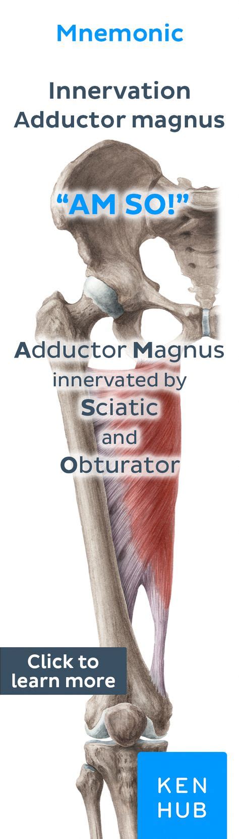 Hip Adductors With Images Physical Therapy School Anatomy And
