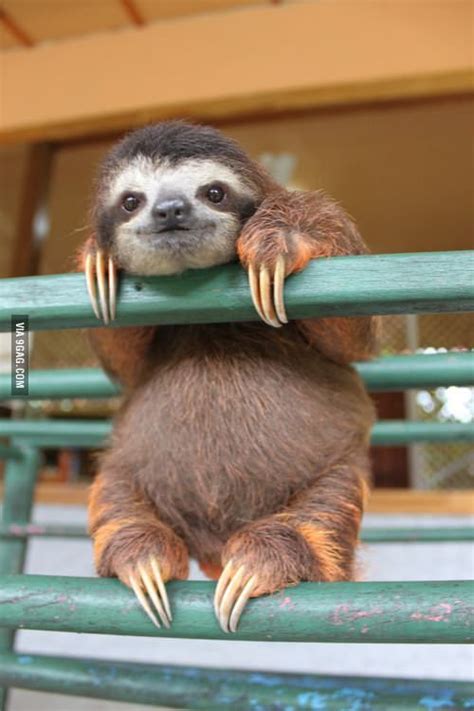 Ridiculously Photogenic Baby Sloth Happy Animals Animals And Pets