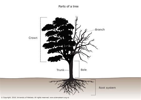 Parts Of A Tree — Science Learning Hub