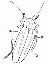 Insect Cockroach Firefly Fireflies sketch template
