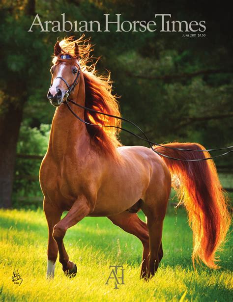 Arabian horse runs gallop on green background. Arabian Horse Times June 2011 by Arabian Horse Times - Issuu