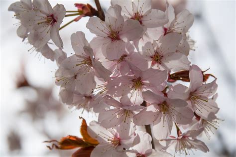 Fond D Cran Aliments Branche Fleur De Cerisier Printemps Saison