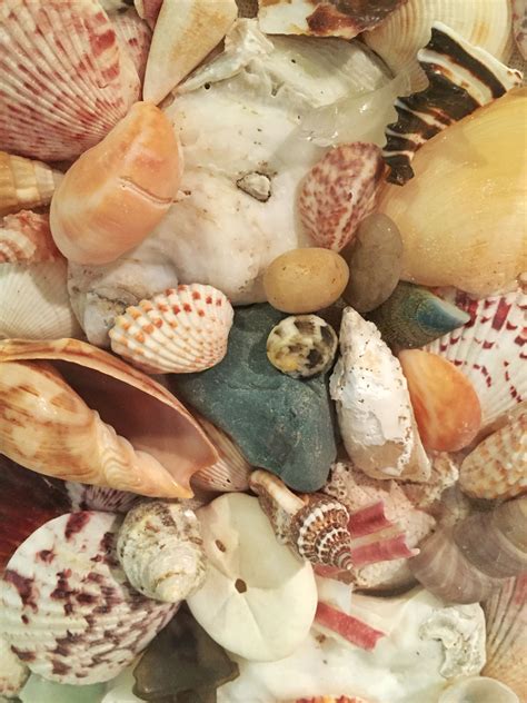 Unique Seashell Art Sea Shell Home Decor Beach Home Decor Etsy