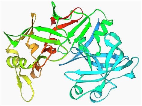 B2 ph, pepsin and the digestion of meat. Pepsin Stomach Enzyme Photograph by Laguna Design/science ...